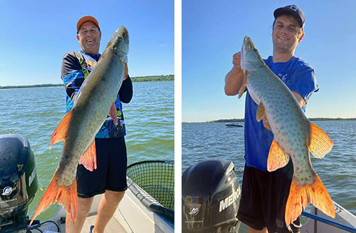 Father and son duo Kevin and Kyle landed these impressive muskies on Lake Winnibigoshish, during their stay at Eagle Nest Lodge.